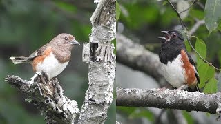 The calls of both male and female eastern towhees.