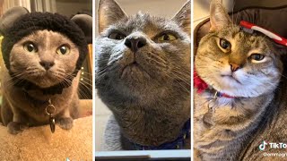 Cute CATS Compilation That Will Make Smile