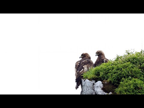 EagletOffice - YouTube
