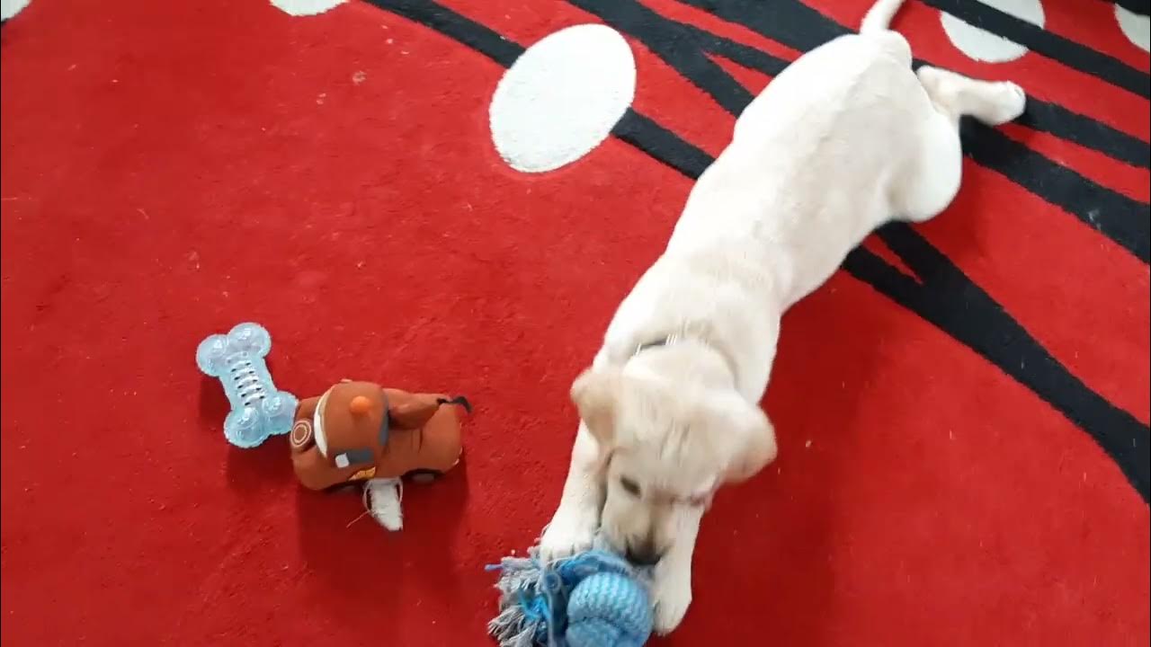 Labrador First day at Home! YouTube