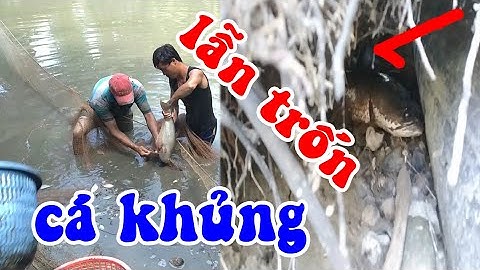 Kéo Lưới Ao Lâu Năm Bắt Toàn  Cá Khủng   | Ba Phi Miệt Vườn