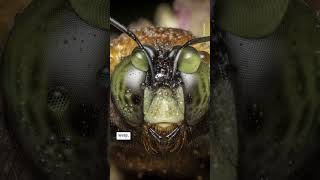 All about bees for World Bee Day!