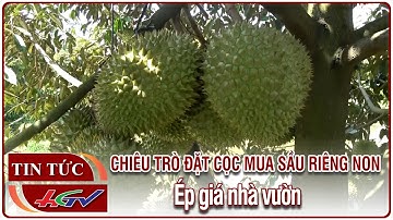 Chiêu trò đặt cọc mua sầu riêng non, ép giá nhà vườn | Truyền hình Hậu Giang