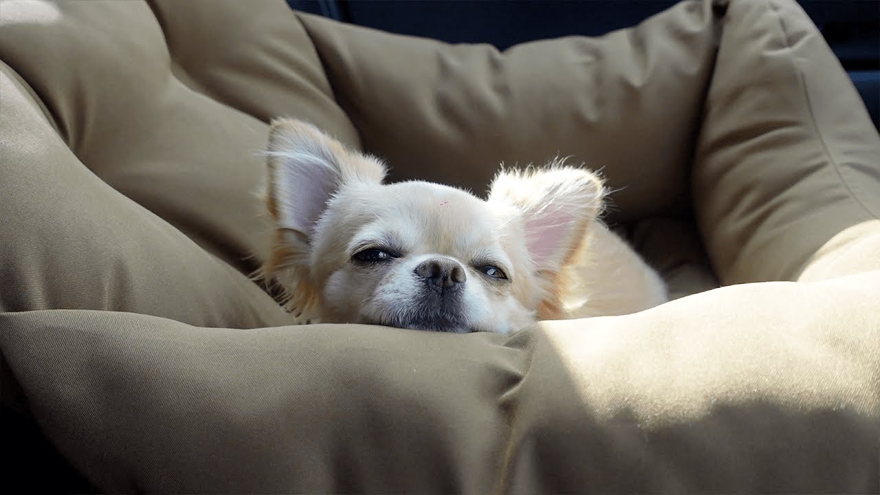 犬（チワワ）にはじめてドライブベッドをあげたら過去一幸せな表情を見せる姿がこちらです