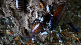 Gromphadorhina portentosa of Madagascar hissing cockroach geboorte