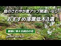 【庭のさわやか度アップ間違いなし】おすすめ落葉低木3選