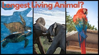 10 Longest Living animals on Earth | Longest Living Organisms I Longest Living Creatures