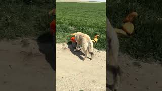 Biraz Korkuyor Malesef. Ama Arkadaş Olacağız