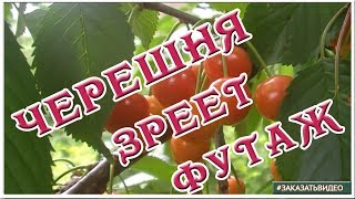 Видеофон Спеет Черешня | Натуральный  Футаж Ягоды Черешни