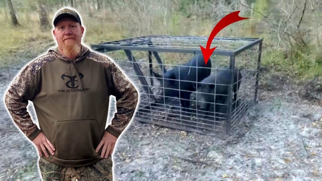 Catch BIG WILD HOGS Using This HOMEMADE Live Trap!!!