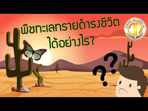 วีดีโอ: แคคตัสปรับตัวเข้ากับทะเลทรายได้อย่างไร?