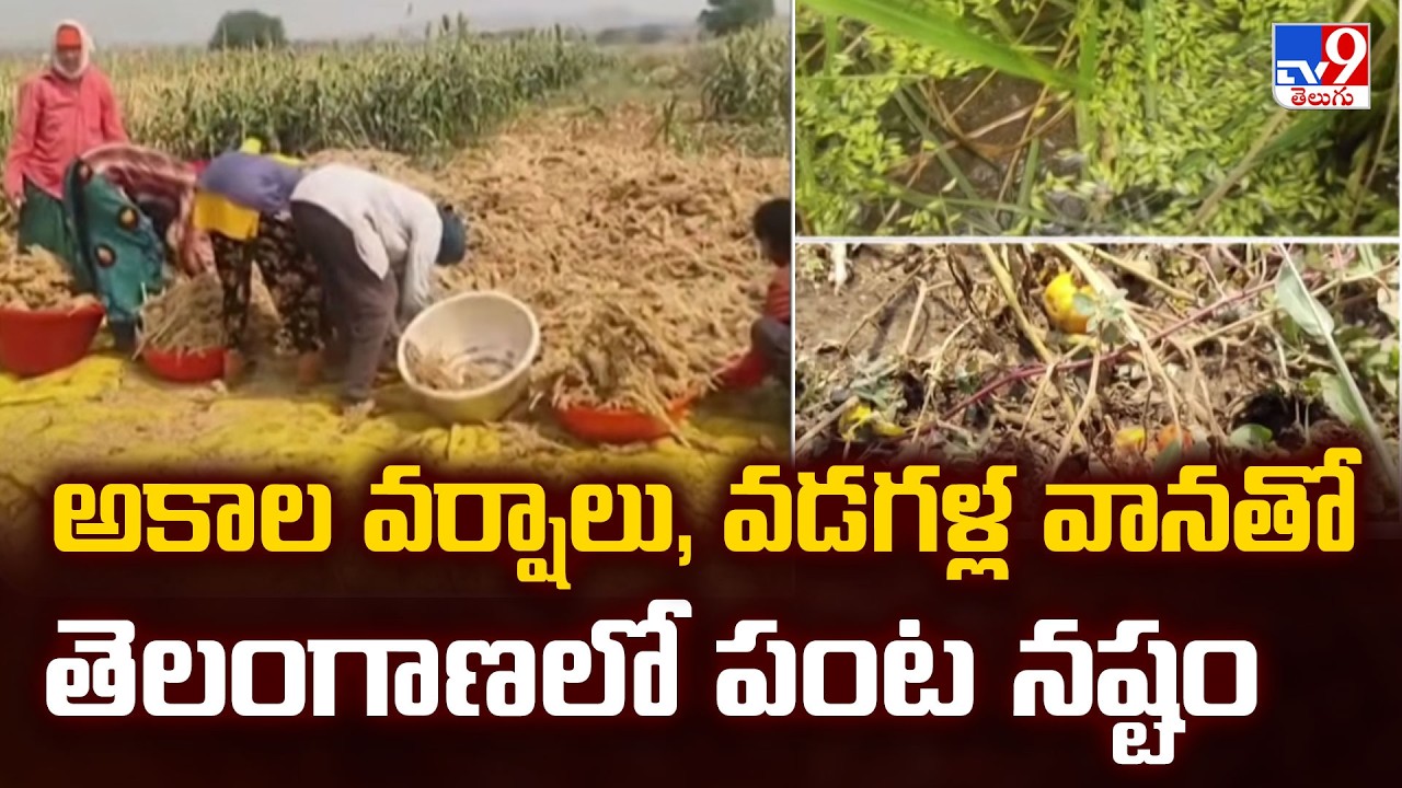 Massive Crop Loss in Telangana Due to Unseasonal Rains & Hailstorms ...