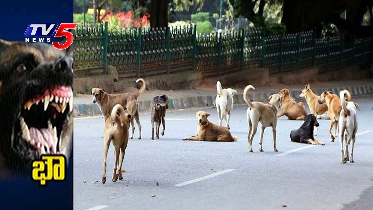 Stray Dogs 'Terrorising' Anantapur AP Telugu News TV5 News YouTube