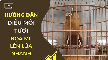 Hướng Dẫn Điều Mồi Tươi Giúp Họa Mi Lên Lửa Nhanh