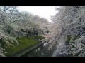 桜の花びら歌Ver