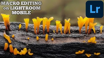How to edit Macro photos in lightroom mobile|how to edit macro photos #photography #nature #edit