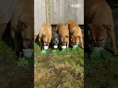 Video: Anjing yang Siap untuk Hari St. Patrick