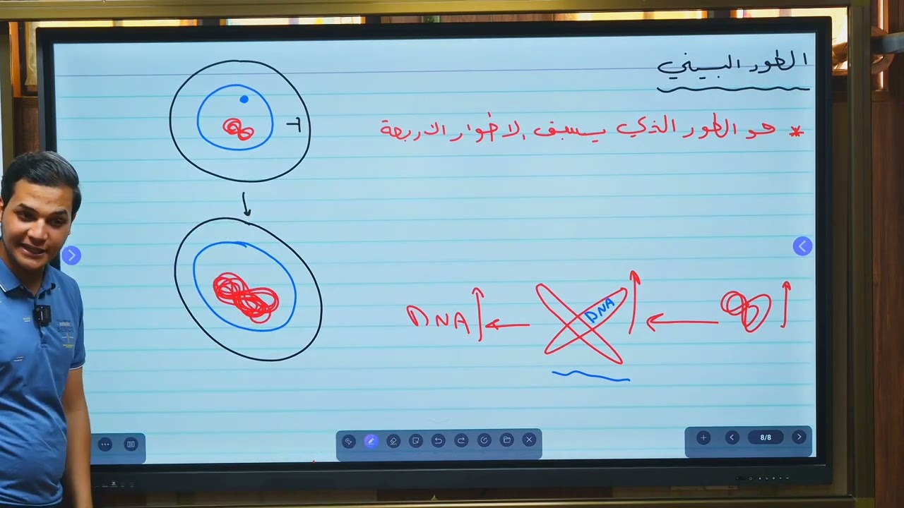 الانقسام الخيطي/ الطور البيني