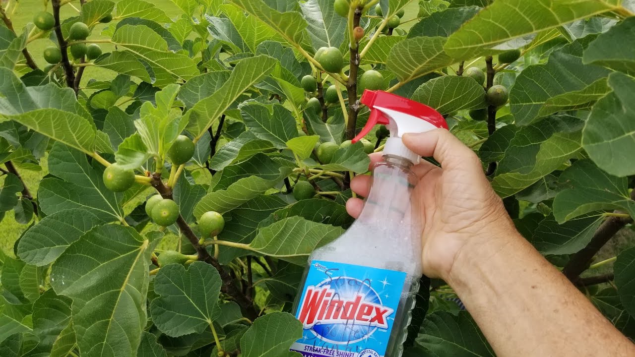 WATCH THIS! PROTECT YOUR FIG TREE'S! MY POTTING MIX, AND SMITH IS RIPE!