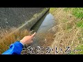 水溜まりに潜んでいる巨大外来種を乱獲した結果…