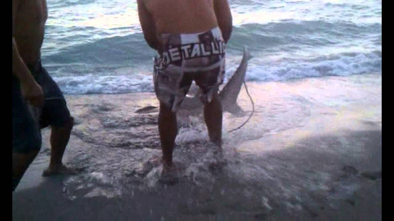 Shark Fishing On Turtle Beach Siesta Key You Shark Fishing On Turtle Beach Siesta Key