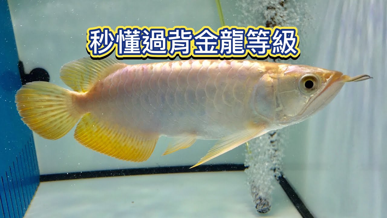 秒懂過背金龍等級Malayan Bonytongue Scleropages formosus Golden