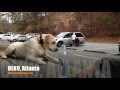 7 Minute Down with Distractions! | Yellow Labrador Retriever | Dog Training Atlanta 7 Minute Down with Distractions! | Yellow Labrador Retriever | Dog Training Atlanta