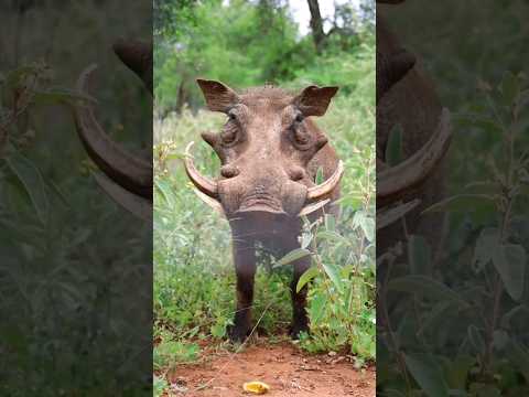 Video: Fococerul african: descriere, fotografie, stil de viață în sălbăticie