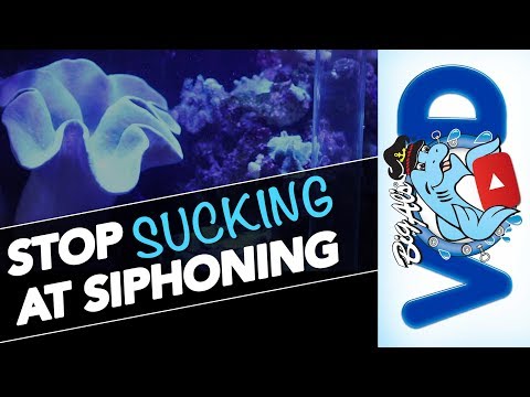 Stop Sucking at Siphoning! | BigAlsPets.com