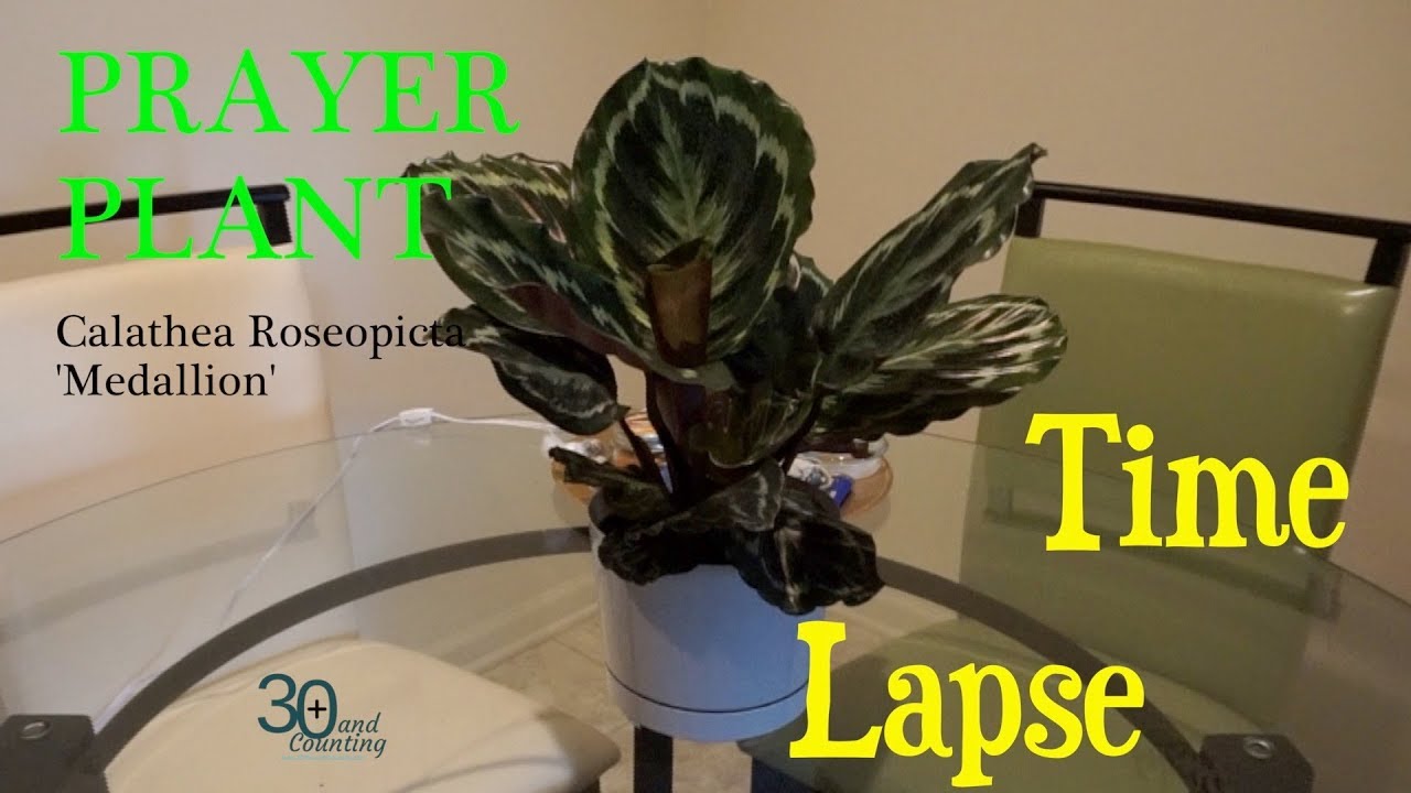Prayer Plant Time Lapse (Calathea Medallion) YouTube