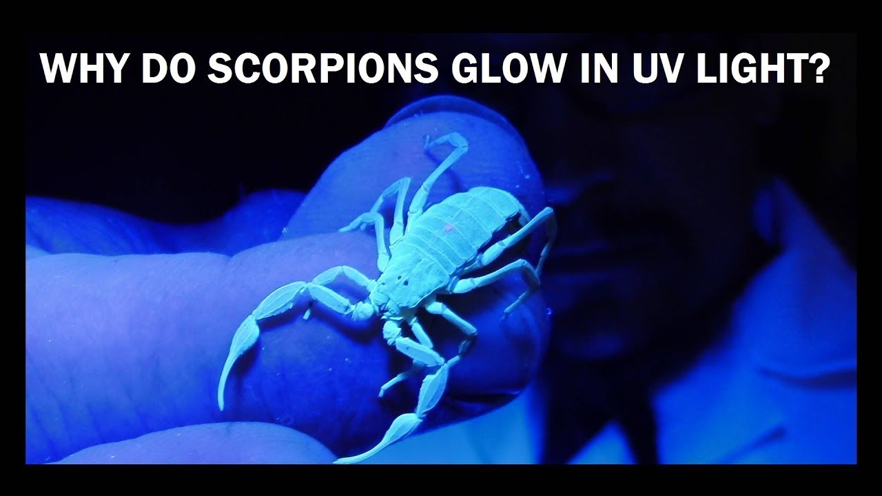 WHY DO SCORPIONS GLOW IN UV LIGHT? YouTube