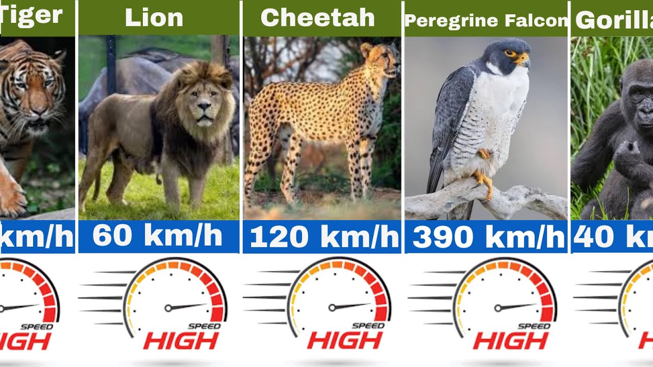 Fast Animals Chart Fastest Animals In The World 🌎 100 Animals Compared #fatestanimal # ...