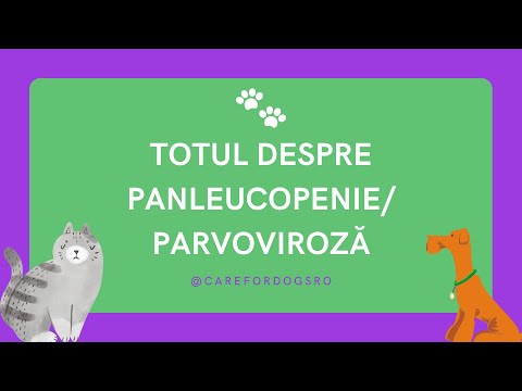 Video: Despre Tratamentul Panleukopeniei Infecțioase Feline
