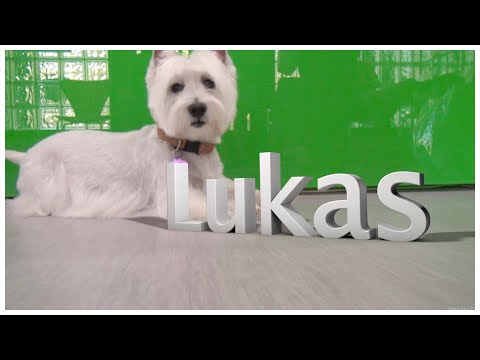 Westy terrier / Dog grooming