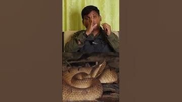 സൂക്ഷിക്കണം ഈ അണലിയെ! Hump-nosed pit viper #davidrajutalks #animals #snake