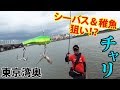 シーバス - バリッド70HW・他 / チャリ駒形 / 東京湾河川 / 夏