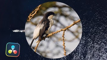 Oval iris l Davinci Resolve 20