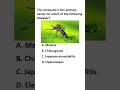 This One Mosquito Causes Which DEADLY Disease?