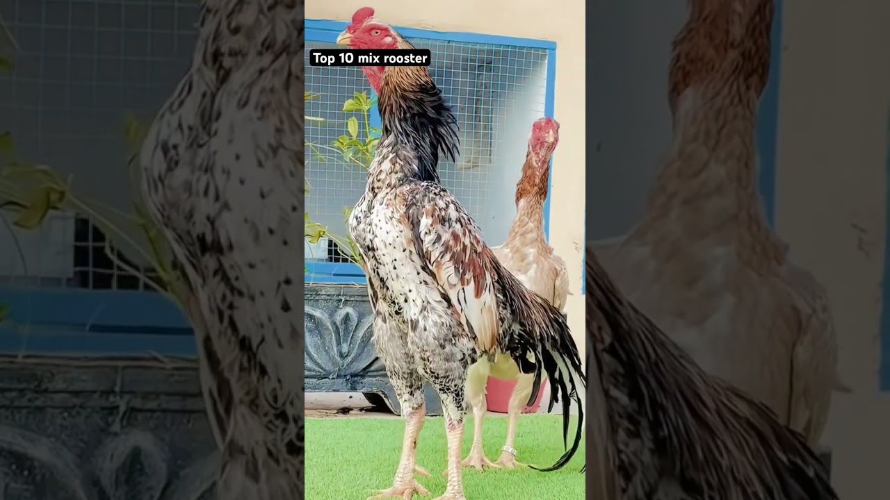 Top 10 mix aseel rooster of my home breed 🥰 