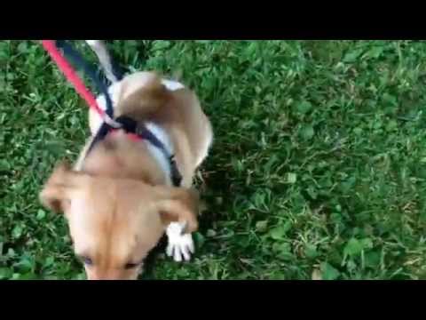 gretchen the corgi beagle