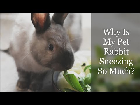 Video: How to Give Rabbits the Right Greens: 8 Steps