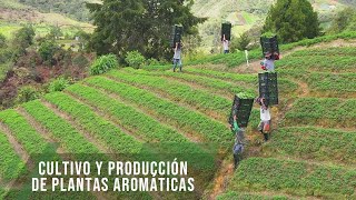 Cultivo y producción de plantas aromáticas - TvAgro por Juan Gonzalo Angel Restrepo