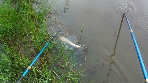 Xiệt trúng mánh cá lóc khi trên ruộng  nước rút cạn | kích cá miền tây 