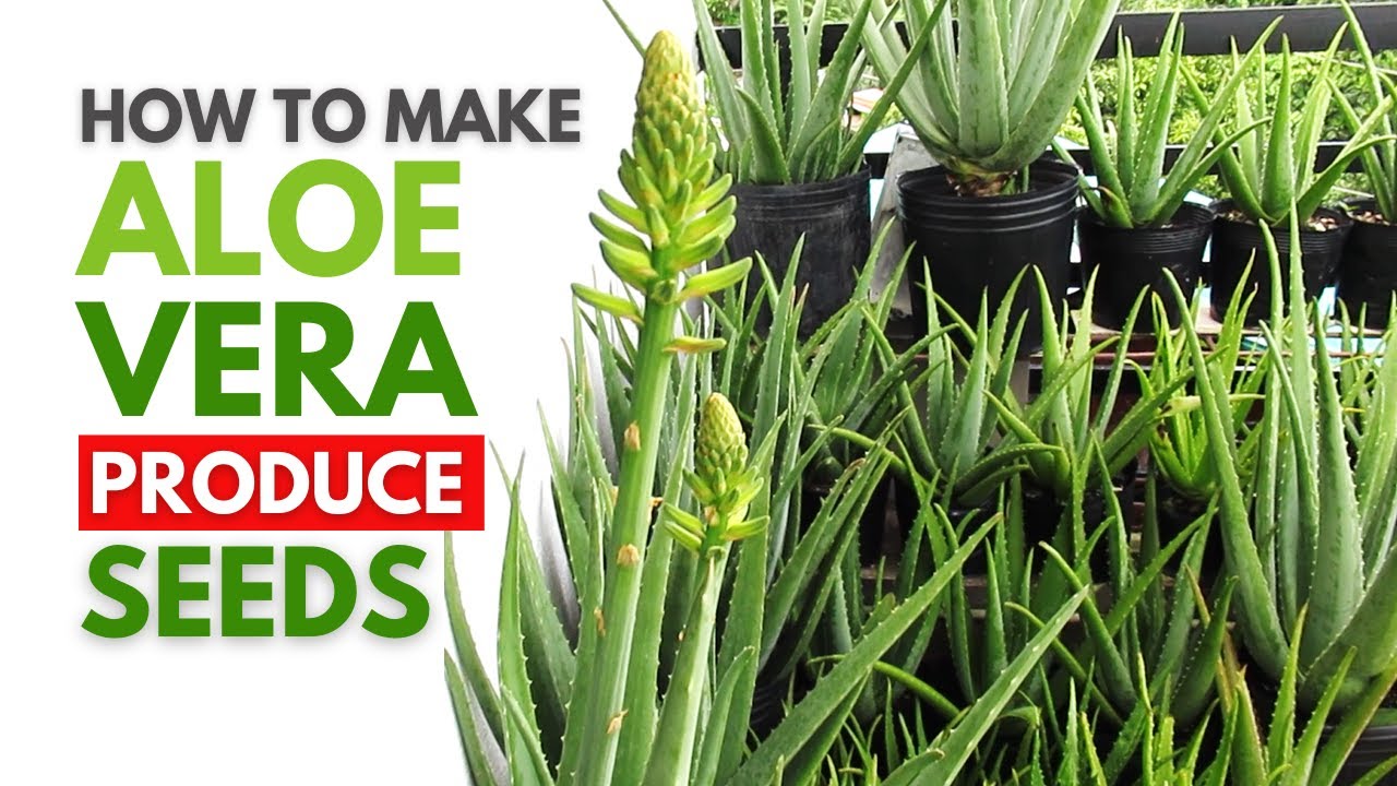Do Aloe Vera Plants Go To Seed? Top 6 Best Answers