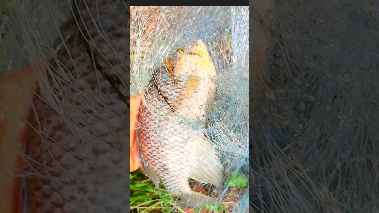 Caught by throwing a net castnet fishing  fishingvideo  fishing  fishing  fishing  1m