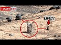 NASA Mars Rover Perseverance Sent Shocking 360° Footage of Mars Life! Curiosity