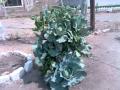 Nester Sanga Kuvulongo Kwale Veni Nani Yuko Mbele Yako 0001 Wmv 