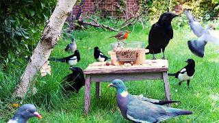 Full 🔴 CAT TV 24/7 🕊️ Birds Inspect the New Stool of Food 🍽️ Videos for cats to watch 4K HDR Guide