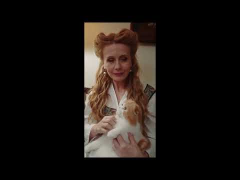 Cat funny #short video animal