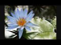 Botanical Garden Ohfuna 2009 water lily and lotus 2(Marry Me : Reimy)
